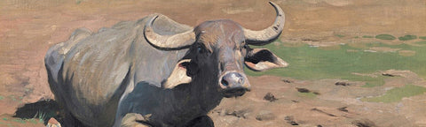 Cattle