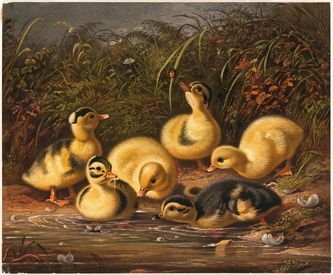 Duck, Jacob