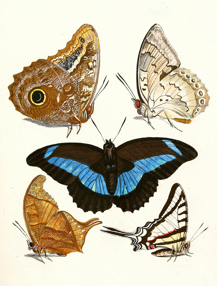 Dr. Sulzer's Short History of Insects, Pl. 13 (1776) – MuseumPrints