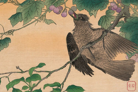 Kesai, Kuwagata