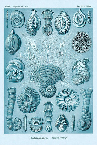 Haeckel, Ernst